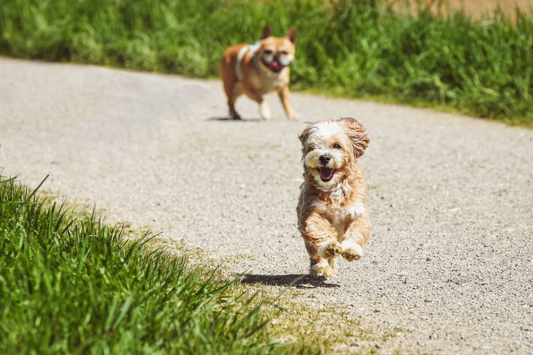 10 Dog Care Mistakes New Owners Make (And How to Avoid Them)