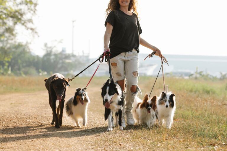 50 Popular Dog Breeds: A Gentle, Honest Guide to Size, Personality, and Daily Life