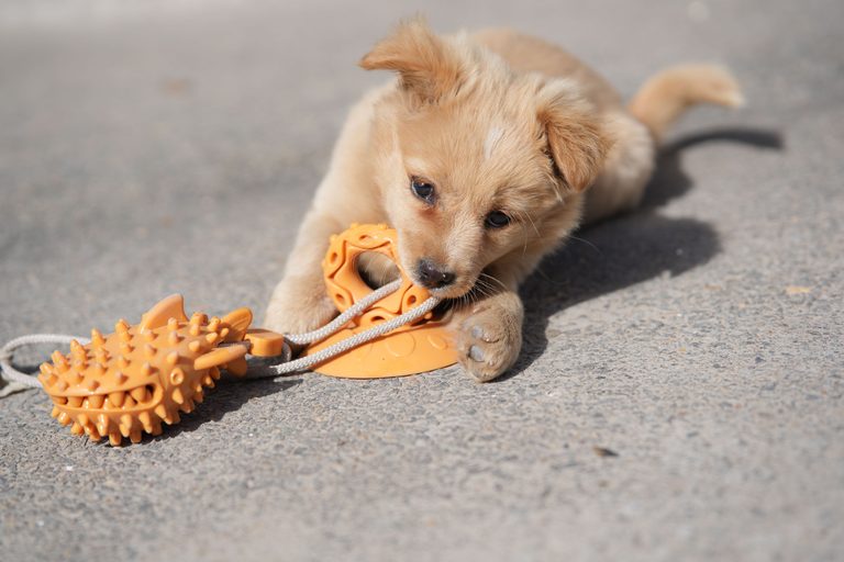 15 Best Dog Toys to Keep Your Dog Happy and Entertained