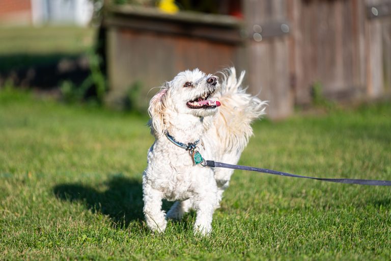 Puppy Training Schedule by Age: A Gentle, Slightly Chaotic Guide for New Dog Parents