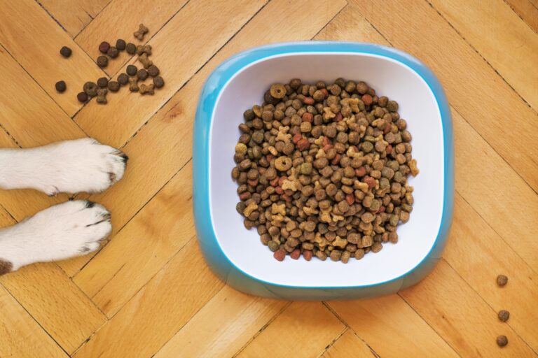 15 Best Foods for Dogs for a Healthy Diet