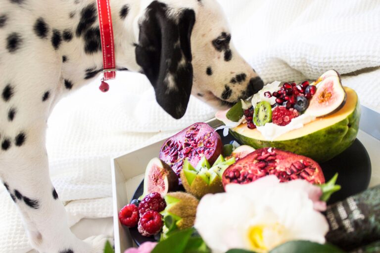 25 Easy Homemade Dog Treats Your Dog Will Love