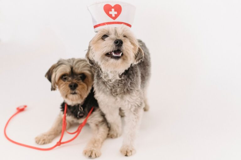 Dog Health 101: Essential Health Tips Every Dog Owner Should Know